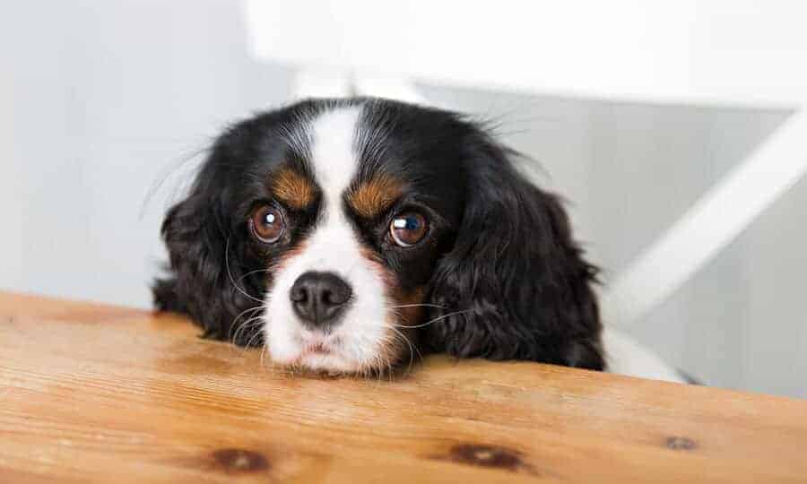 Cachorro com o rosto apoiado na mesa de madeira.