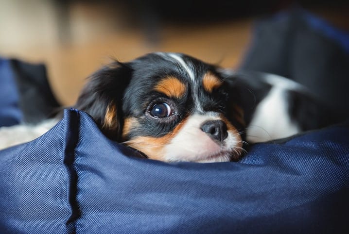 cachorro deitado na caminha.