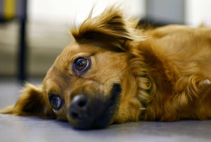 Cachorro deitado de lado no chão.