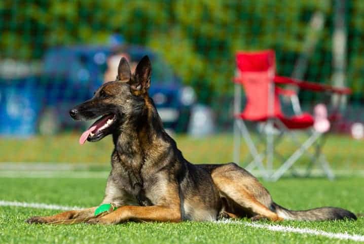 como ensinar cachorro a rolar 2