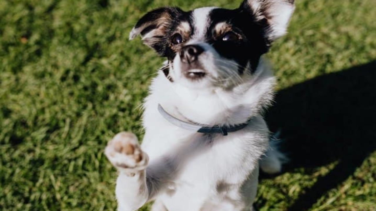 Como ensinar o cachorro a dar a pata: descubra aqui | Petz