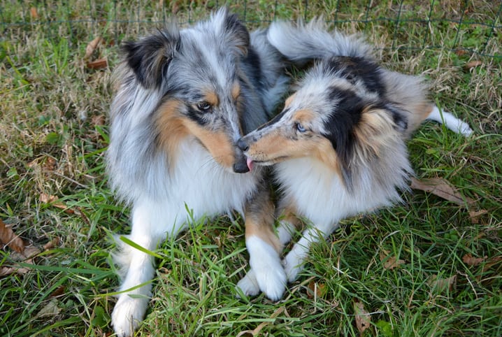 dois cachorros peludos deitados na grama