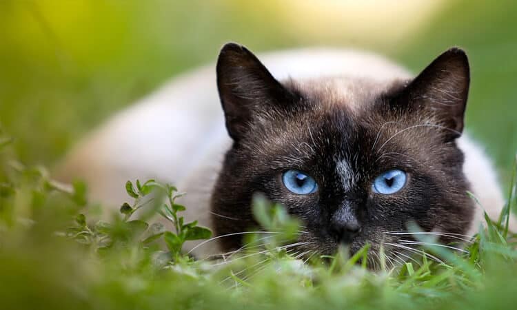 gato deitado em grama.