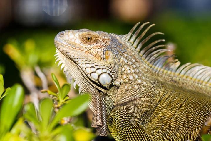 iguana na grama.