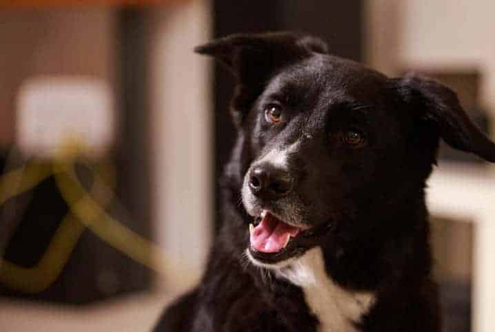 cachorro preto com feição alegre