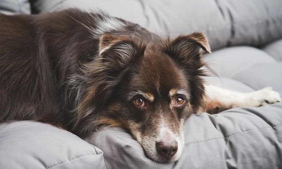 cachorro deitado no sofá com cabeça baixa