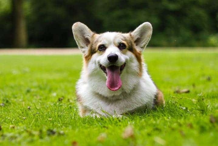 Cachorro deitado na grama.