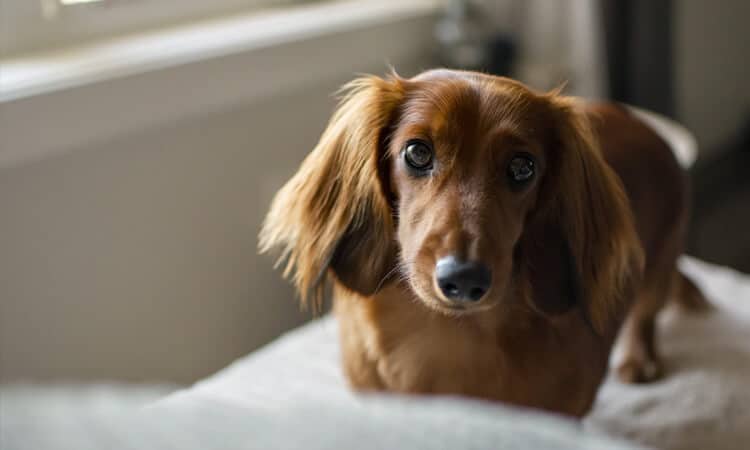 cachorro na cama