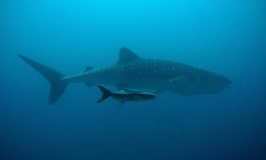 tubarão nadando no oceano