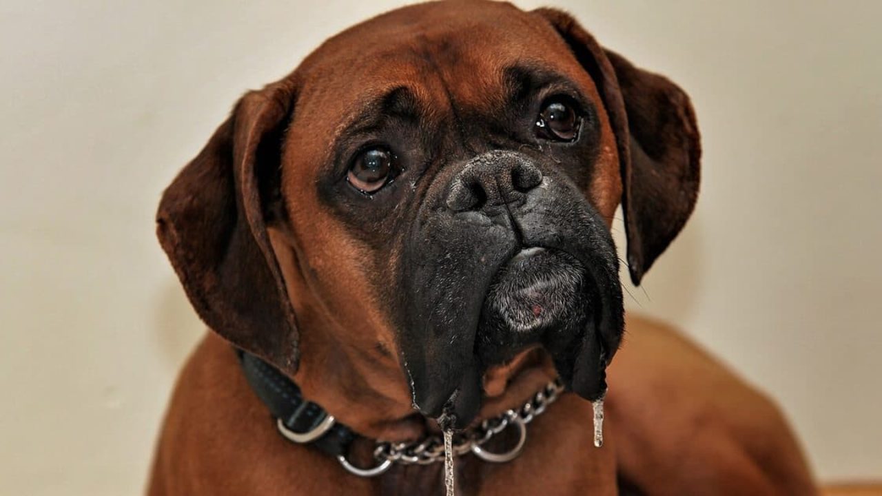 Cachorro Boxer: Como é a raça? Conheça tudo sobre esse pet.