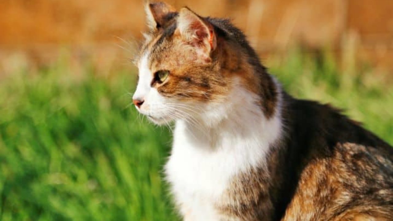 Gatita Tumblr ❤️  Fotos de animais fofos, Fotos de gatinhos