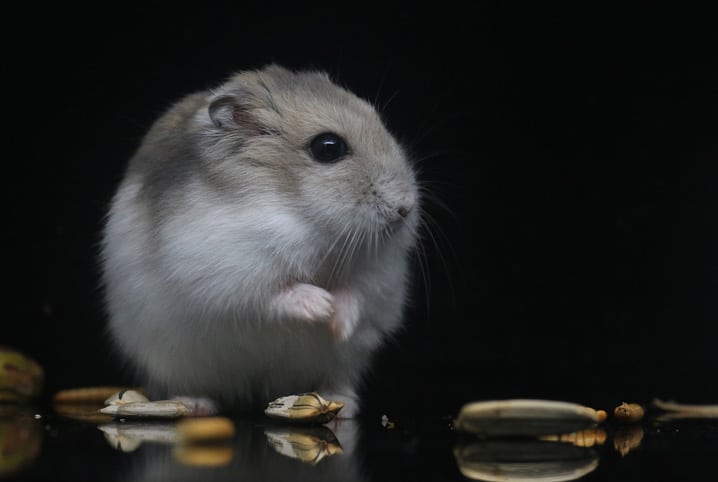 hamster-pode-comer-arroz