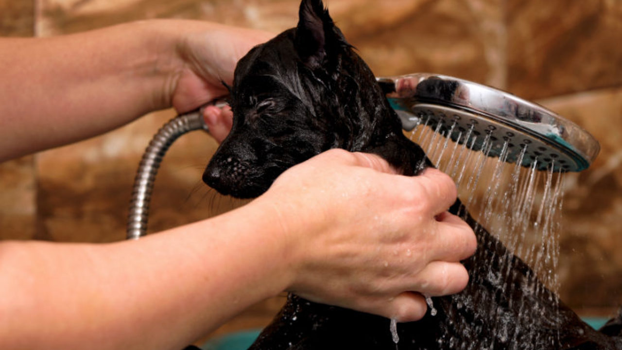 Pode dar banho em cachorro com sabão de coco? | Petz