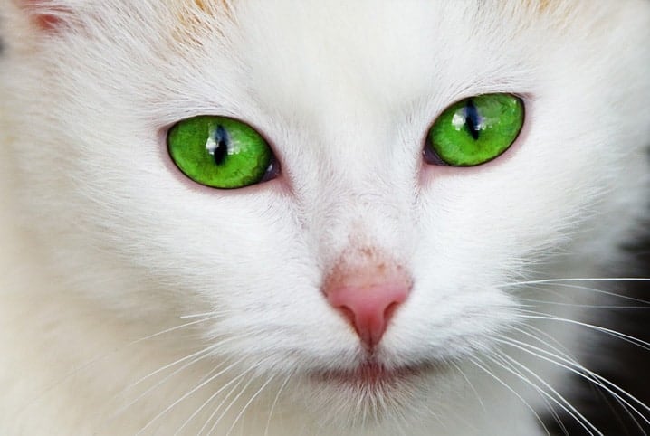 gato de olhos verdes