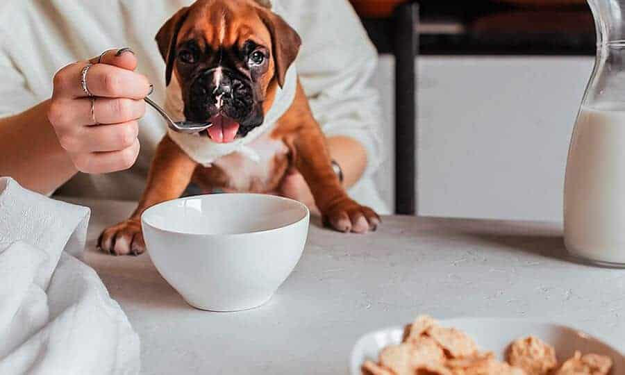 cachorro sendo alimentado pelo tutor