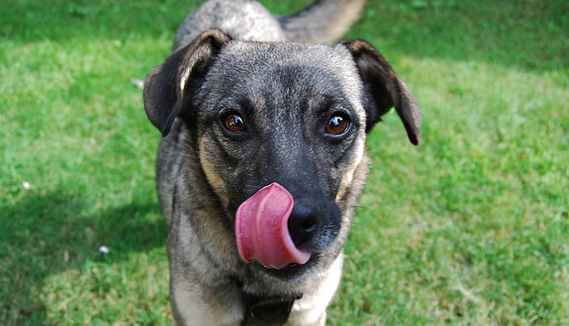 cachorro lambendo os beiços