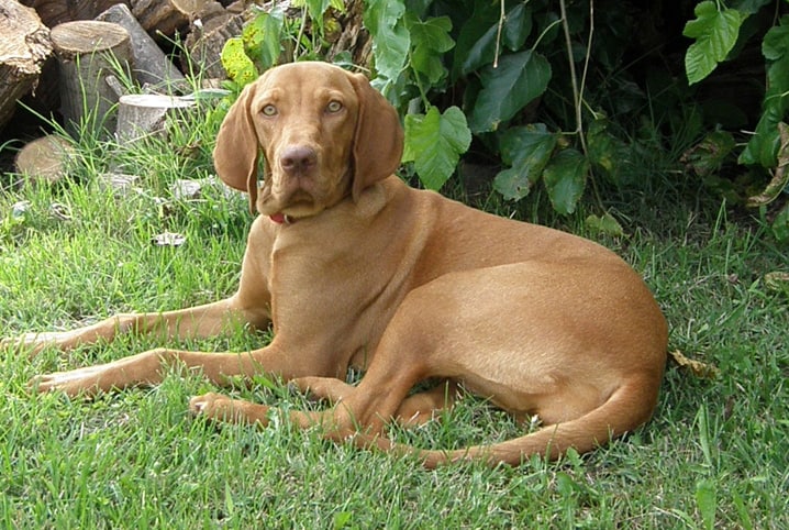 cachorro correndo atras do rabo 2