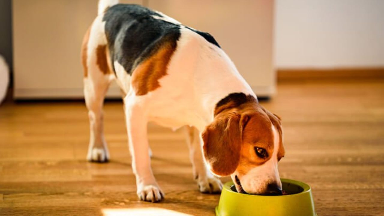 Será que cachorro pode comer fubá? | Petz