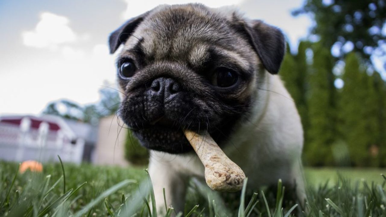 Cachorro pode comer osso de galinha? | Petz