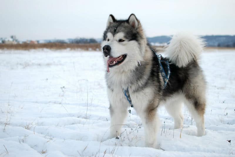 malamute do alasca na neve.