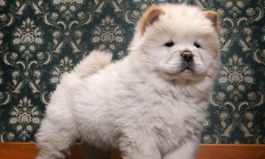 filhote de chow chow.