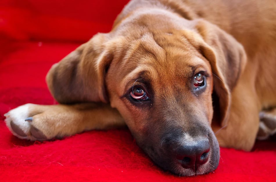 Cachorro deitado num sofá vermelho.