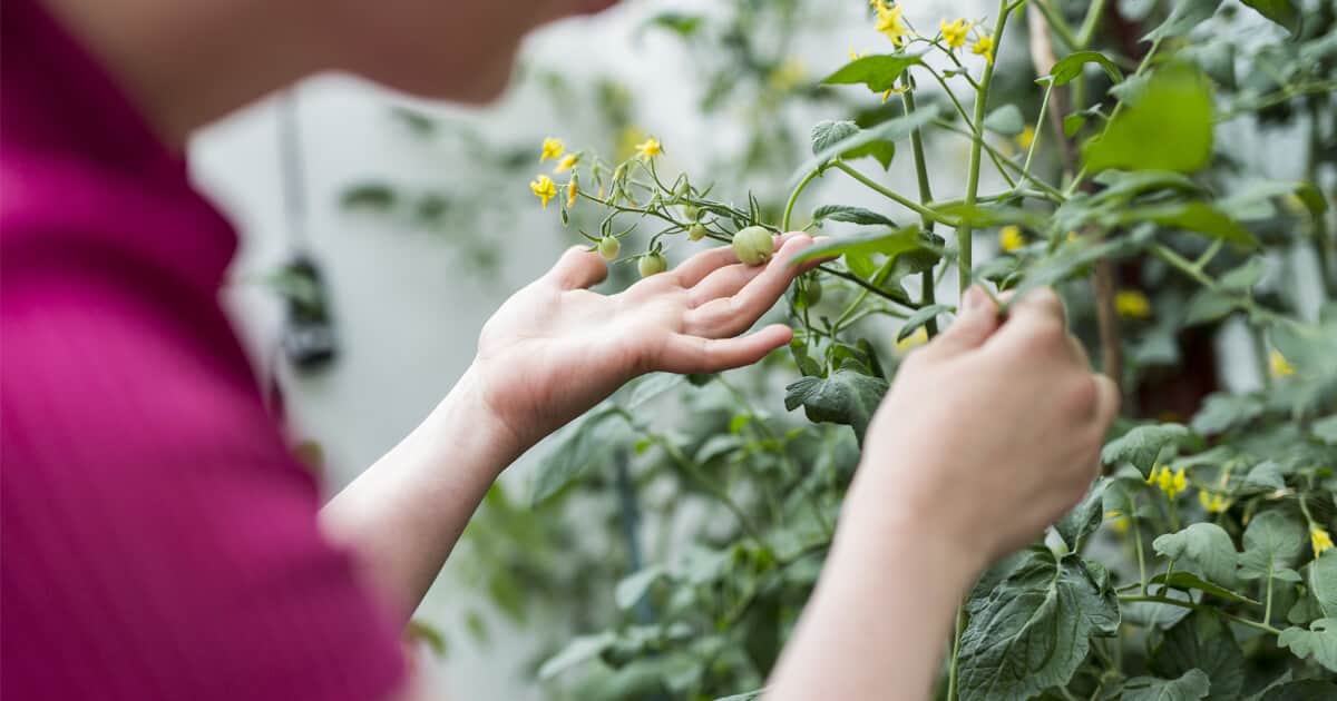 como fazer muda de tomate