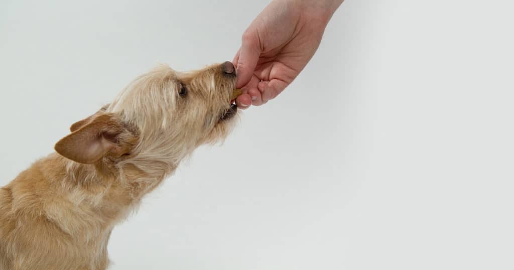 Muitas pessoas querem saber se biscoito de polvilho faz mal, se ele en