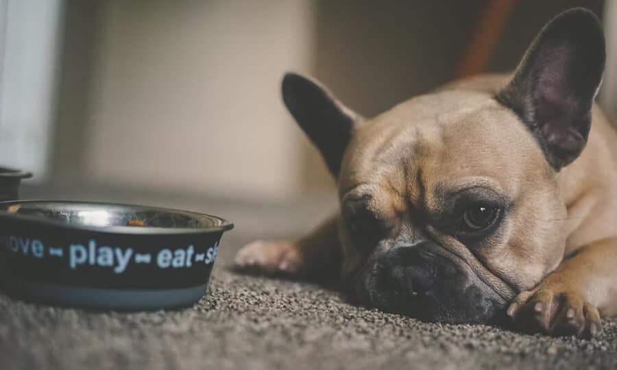 Cachorro deitado ao lado do pote de ração