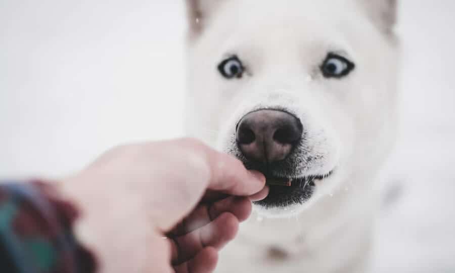 Cachorro sendo alimentado