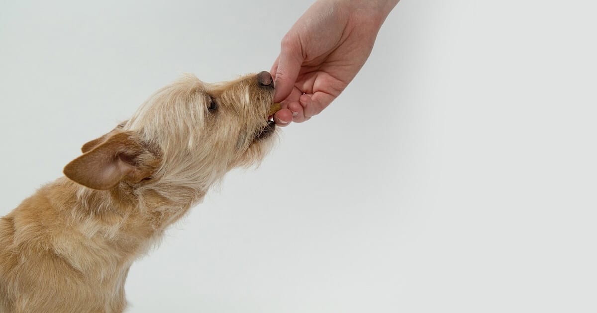 Cachorro sendo alimentado