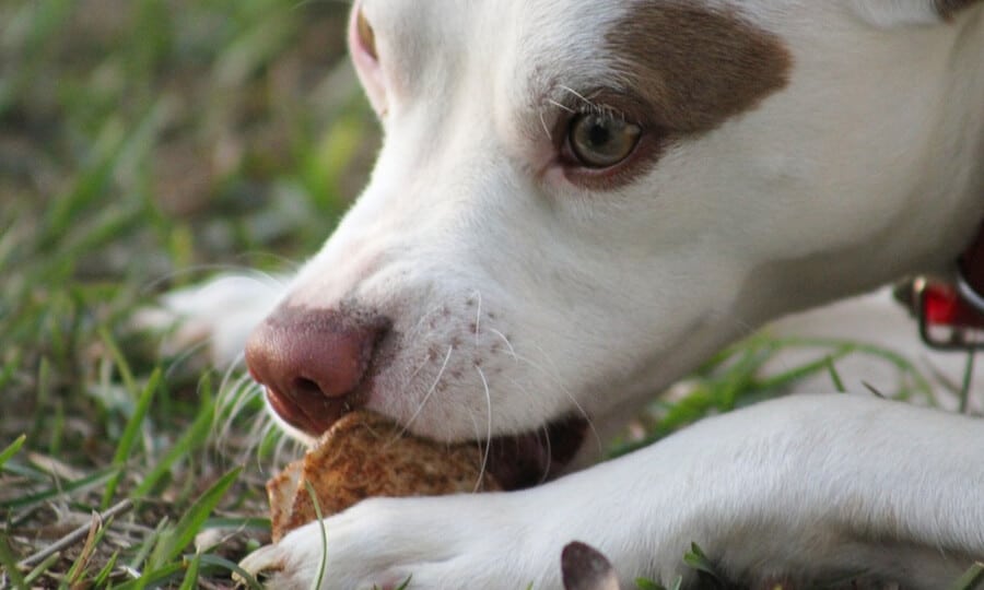 Cachorro comendo vegetal