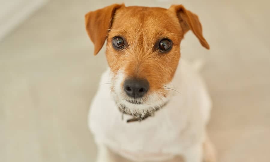 Cachorro olhando para a câmera.