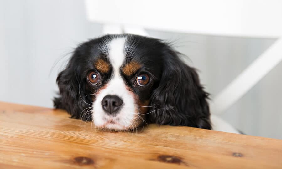 Cachorro olhando com cara de dó para o tutor.