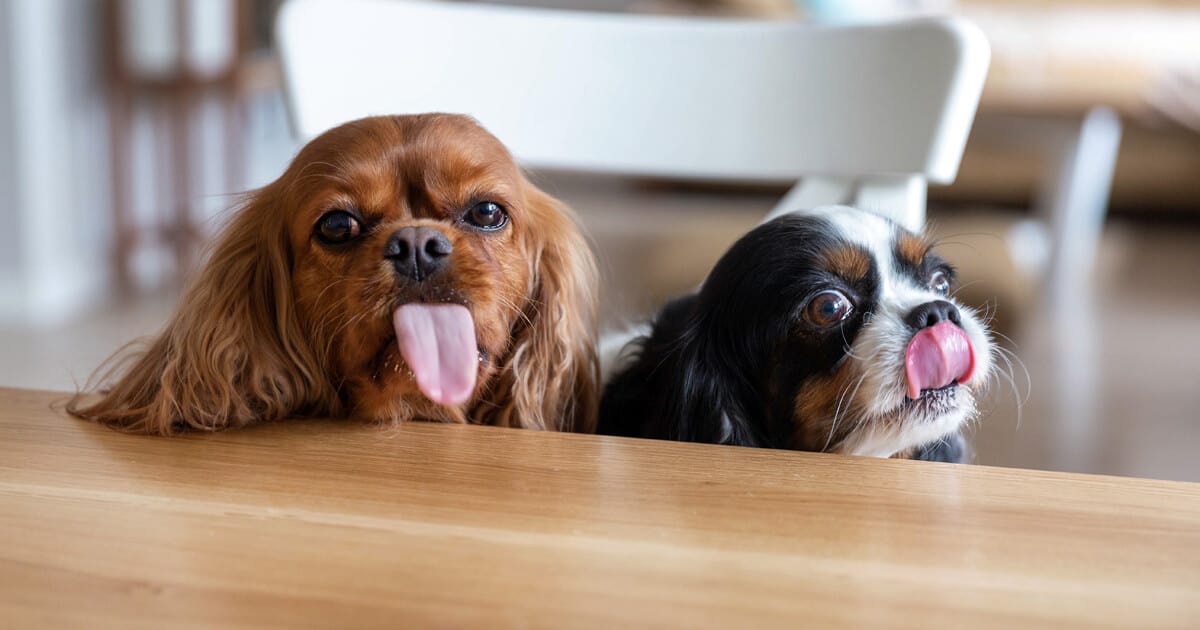 Dois cachorros olhando para a comida em cima da mesa.