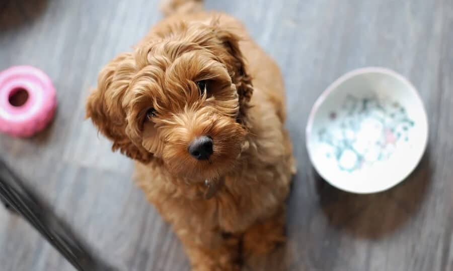 Cachorro ao lado de pote de ração