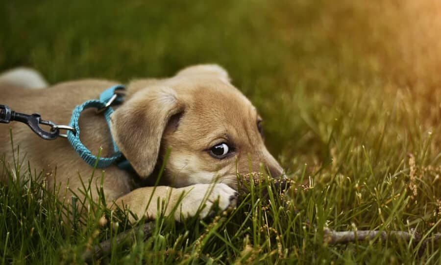 Cachorro deitado em grama