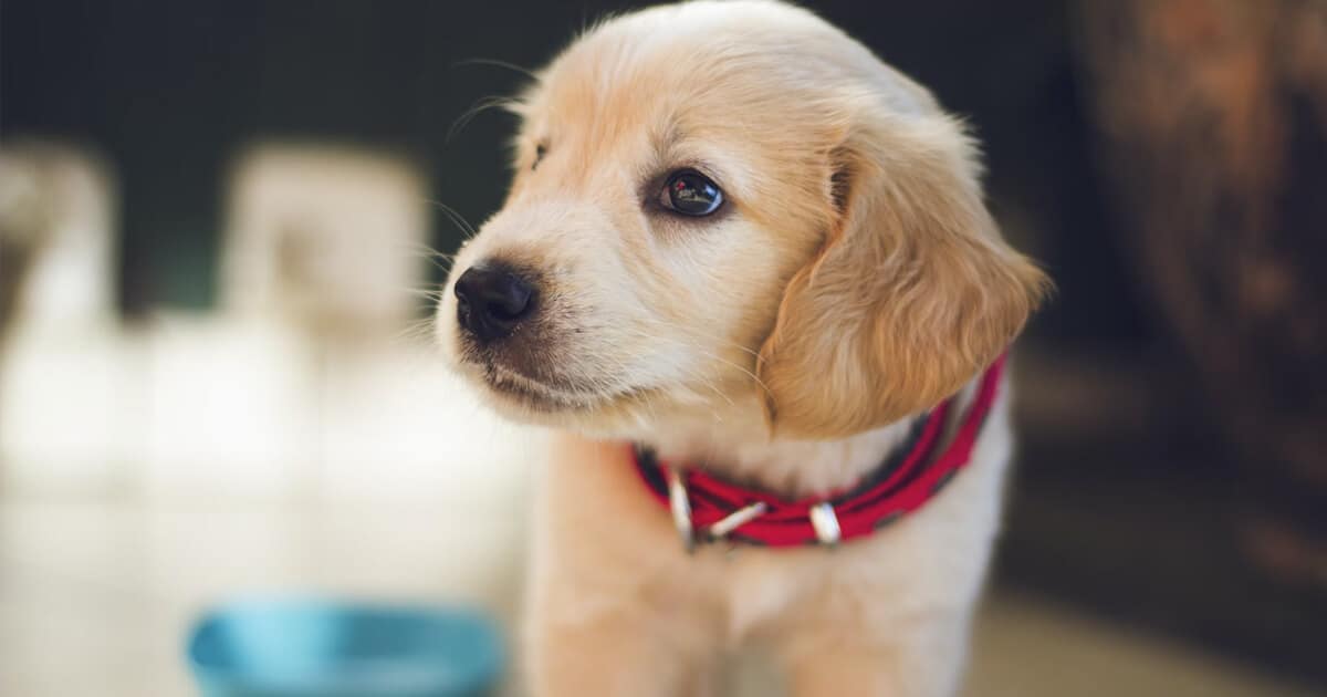 Filhote de cachorro labrador