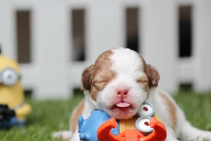 colostro para cachorro