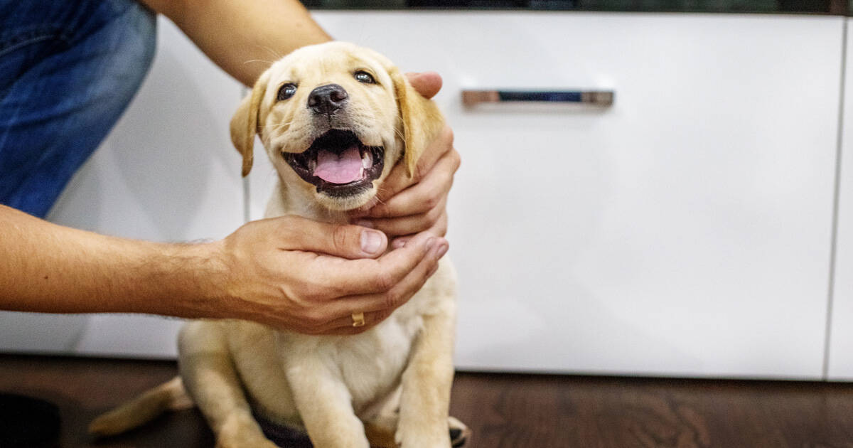 Filhote de labrador sentado no chão de madeira enquanto recebe carinho.