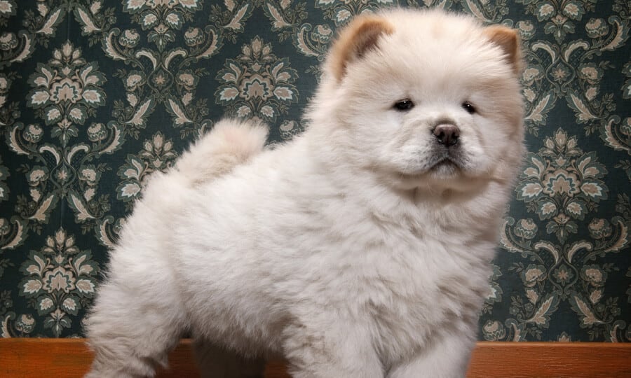 Filhote de chow chow com pelos claros.