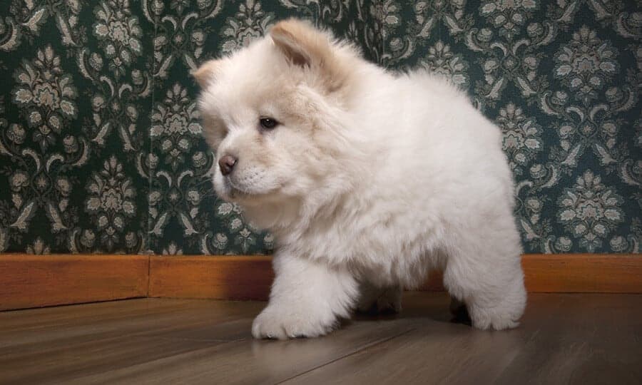 chow chow branco