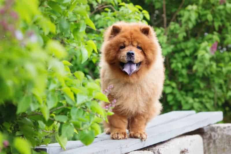 chow chow marrom perto de arbsutos