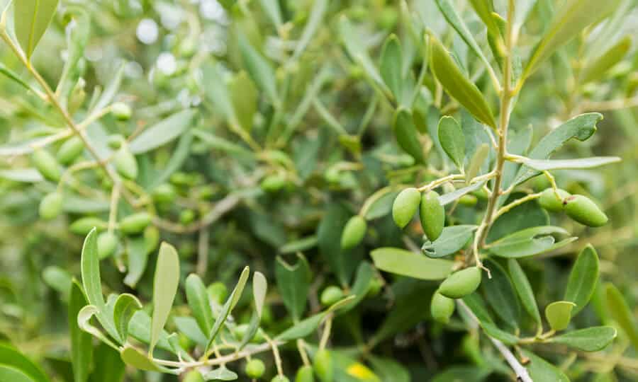 Plantação de azeitonas verdes.