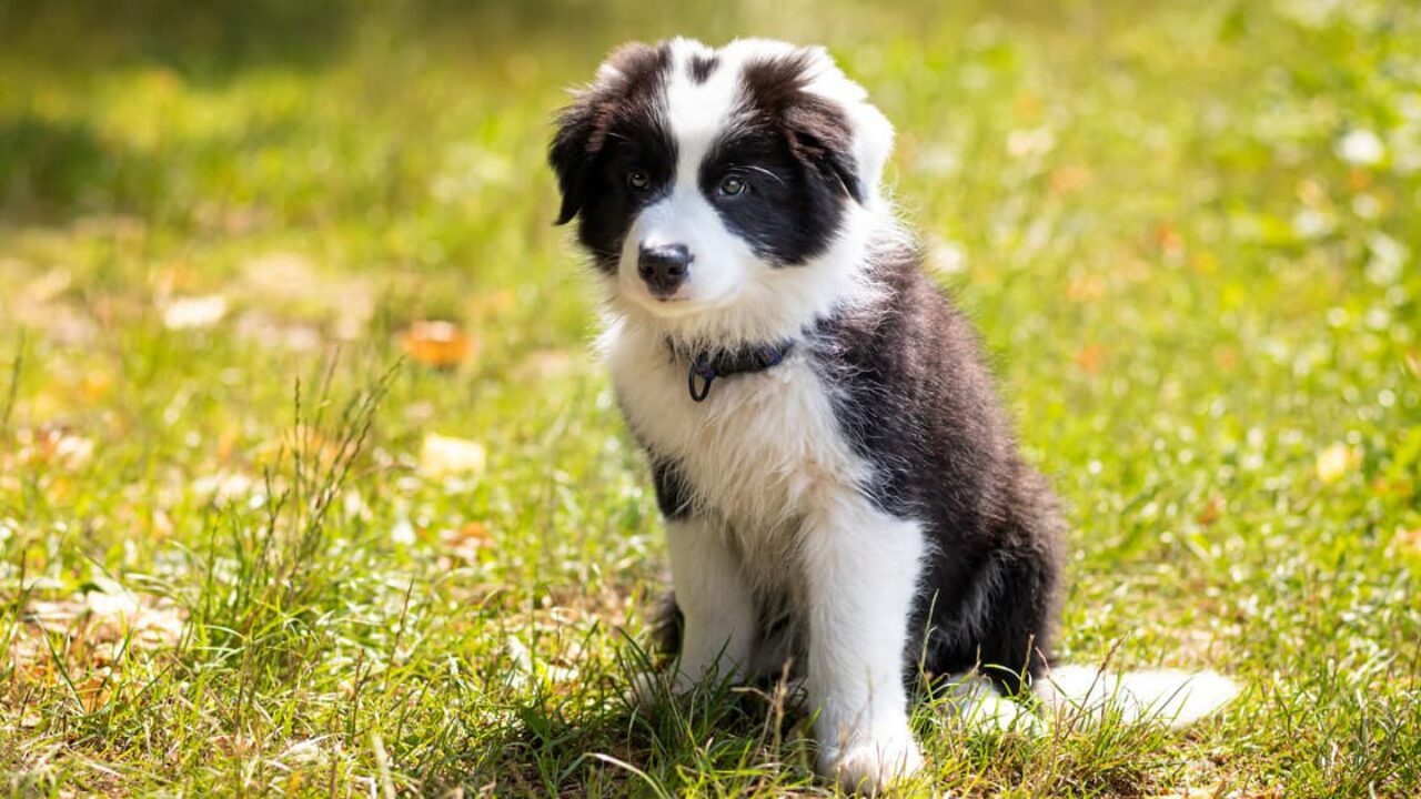 Border Collie: como saber se é puro ou não? I Petz