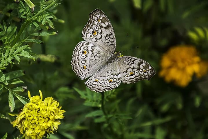 Borboleta cinza com detalhes dourados voando sobre plantas