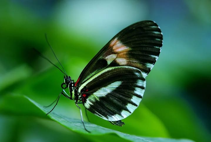 Borboleta preta e branca pousada em folha de planta