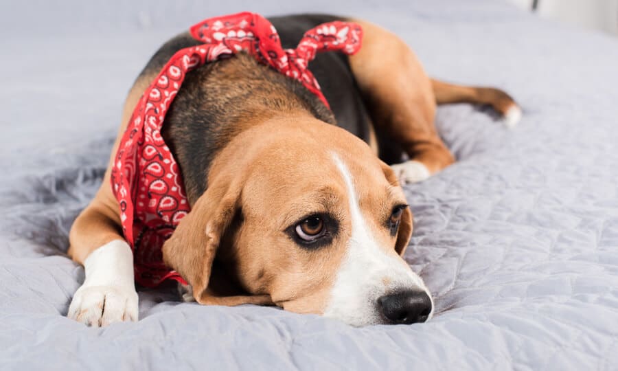 Cachorro deitado e usando bandana vermelha no pescoço.