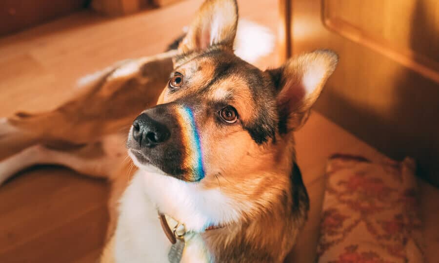 cachorro com reflexo colorido no rosto.