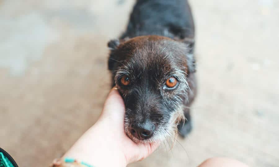 tutor segurando focinho de cachorro.